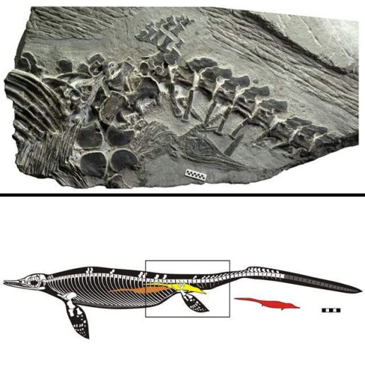 15张罕见的化石照：双头<em>恐龙真的存在</em>就在中国？图6是《异形》...