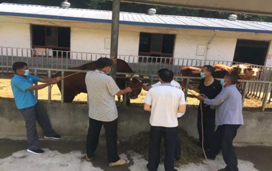 商洛：镇安县全面启动牛羊无布病区建设监测工作