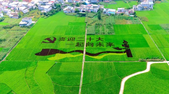 恩施州建始县：巨幅创意稻田画 喜迎党的“二十大”