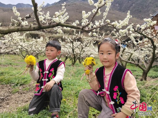 理县这个村，两千余亩特色水果花盛开，又是丰收的一年！