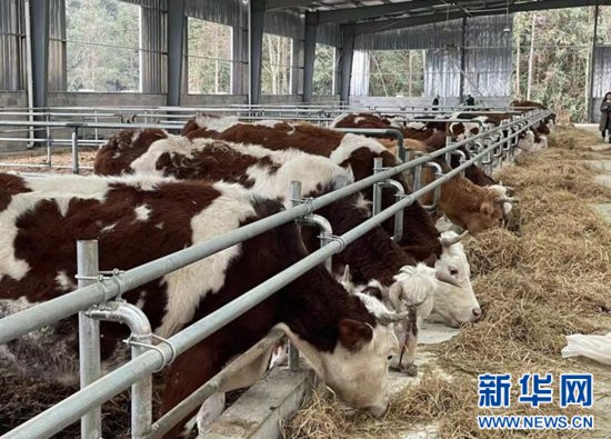 湖北鹤峰：为护一条河88头牛“搬家”