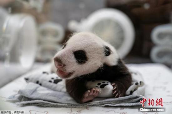 俄罗斯史上首只大熊猫幼崽满月 性别确定是个小公主