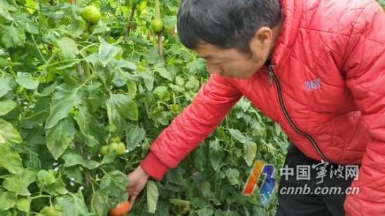 新食货记 | 小番茄种植 让他在宁波找到致富路