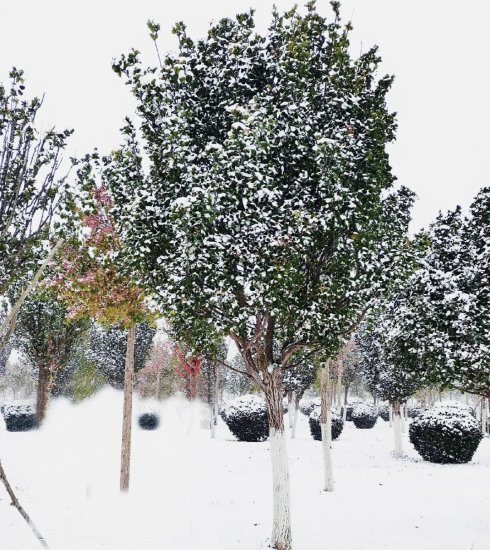 十万棵树被冻死，投资金额超千万，换来北京冬天这种常绿树