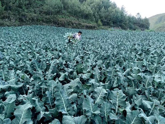 保山龙陵勐蚌村：走好反季<em>蔬菜种植</em>产业特色发展路