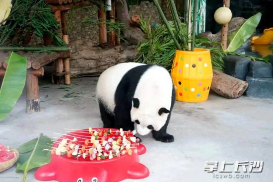 6岁啦！长沙生态动物园大熊猫青青<em>生日</em>“仪式感”满满
