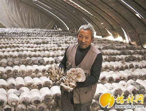 清涧县肖志刚： “苹果村”的平菇培植户
