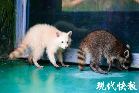 罕见！白化小浣熊“珍珠”亮相徐州九顶山野生动物园