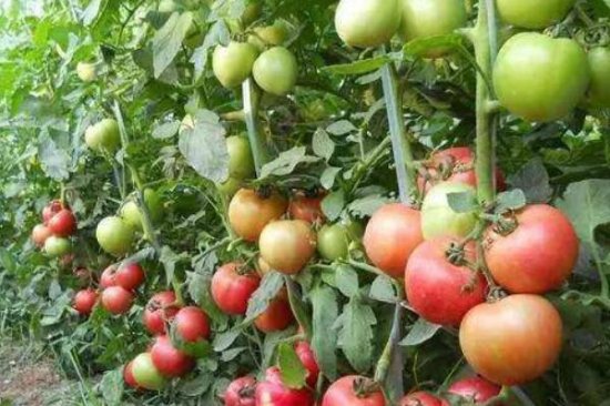 西红柿的最佳种植<em>时间是几月份</em>？科学的种植大大的提高你的产量