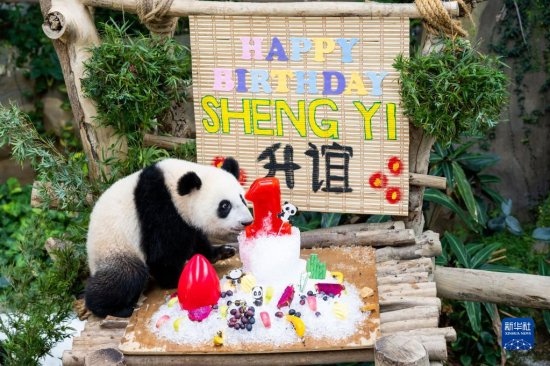 在<em>马出生</em>的大熊猫宝宝“升谊”庆祝一岁生日