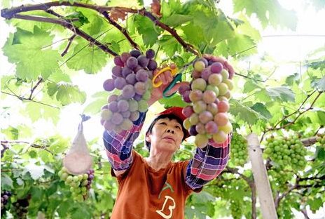 我区积极推动特色水果产业发展今年夏季水果产值预计超3亿元