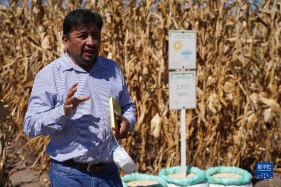 这是11月7日在<em>墨西哥</em>特斯科科郊外国际<em>玉米</em>小麦改良中心拍摄的...