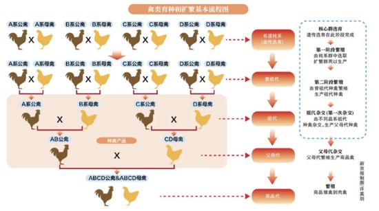 出海150年，北京鸭育种优势回归中国