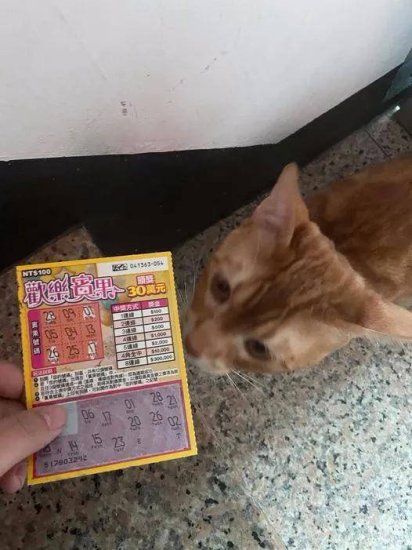 “买了<em>张</em>彩票被猫抢走，结果...中大奖啦！！！”