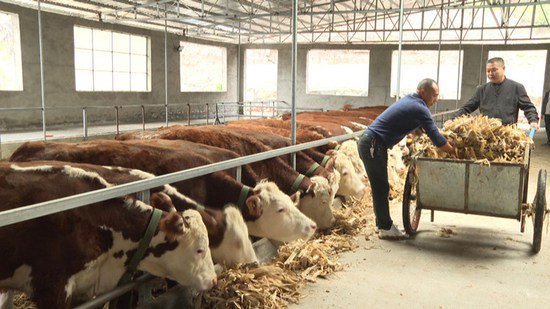 广元剑阁：肉<em>牛羊养殖</em>成为群众创业增收的优势特色产业