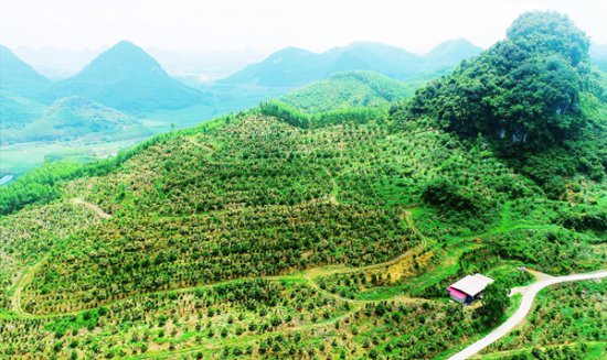 油茶“林中林” 扩种有蹊径