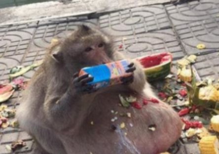 偶遇一只<em>肚子很大</em>的猴子，以为它<em>怀孕了</em>，知道情况后无语了