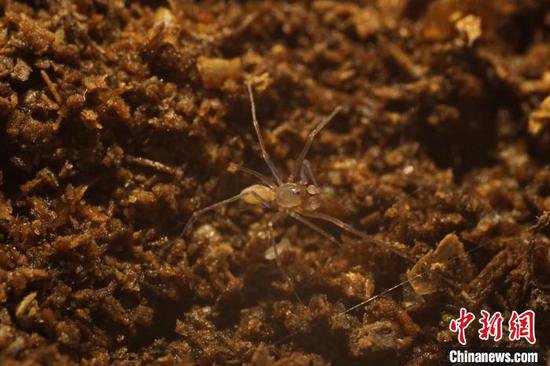 中国科研人员发现<em>十种</em>蜘蛛新物种