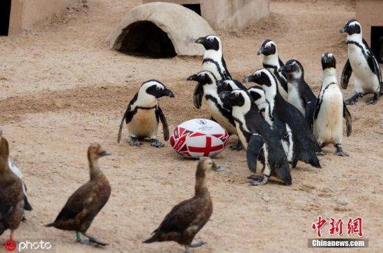 跨界友谊赛！英动物园邀企鹅和鸭子<em>组队</em>打橄榄球