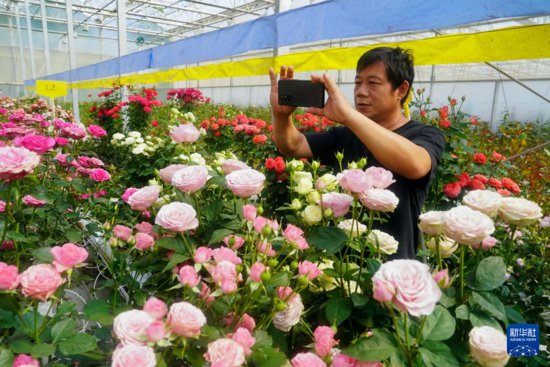 昆明发布76个“中国风”月季新品种