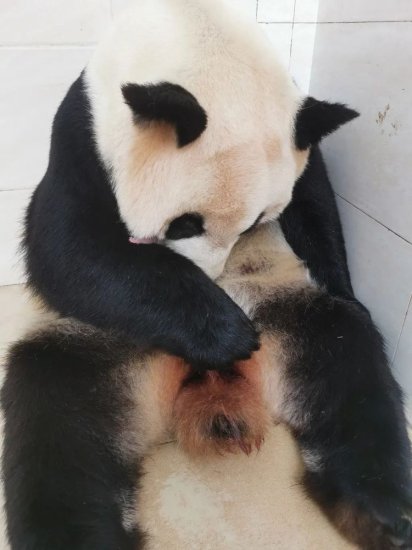 喜报！2只大熊猫同日诞下双胞胎，<em>怎么取名呢</em>？