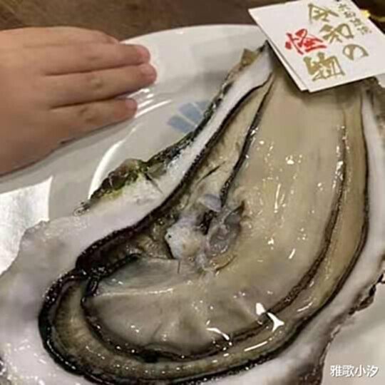 日本<em>超市</em>现“巨型生蚝”，一只25元，网友：味道犹如“畅饮海水...