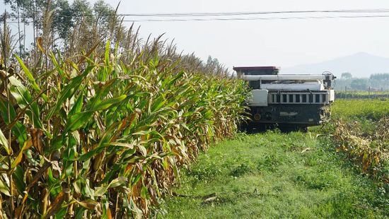 横州市：机收玉米“一条龙” 效益效率双提高