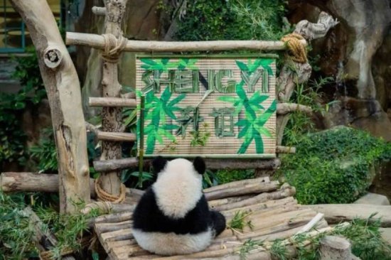 又有两只大熊猫将回中国！在马来西亚<em>出生</em>，网友：是被奶爸宠着...