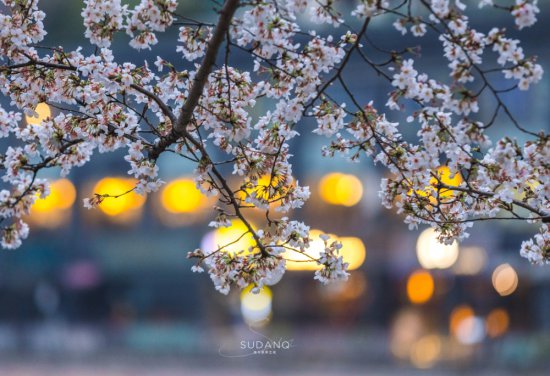 网友为武汉市花打抱不平！梅花受冷，樱花为何会成为春日顶流？