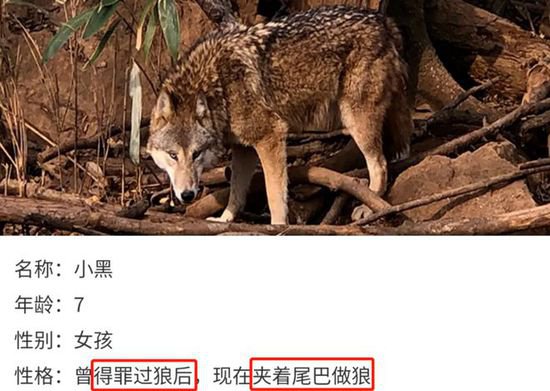 上海动物园大猩猩自虐事件爆了：这个时代，<em>疯掉的</em>到底是谁？