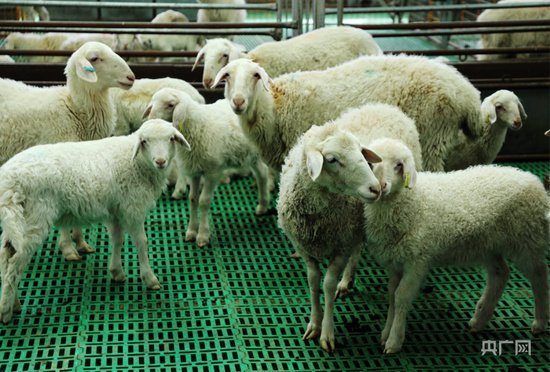 甘肃环县：科技兴羊 农户“羊羊得益”