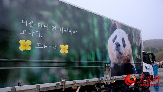 旅韩大熊猫“福宝”今日回国 粉丝雨中送行表达祝福