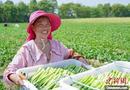 江西乡村振兴见闻：“三色经济”绘就助农增收新画卷