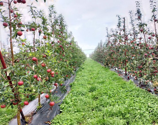 苹果黄河故道产区注入“绿色科技芯”