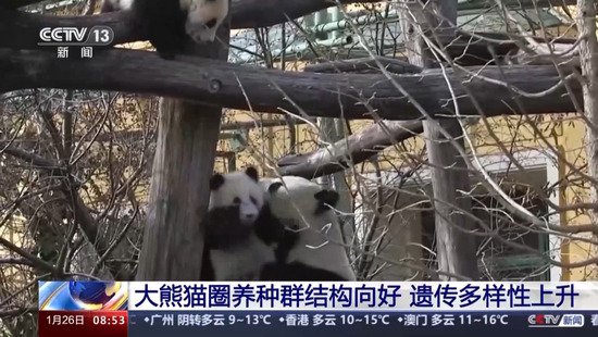 我国对<em>旅外</em>大熊猫状况评估实现全覆盖 大熊猫野外种群总量增长至...