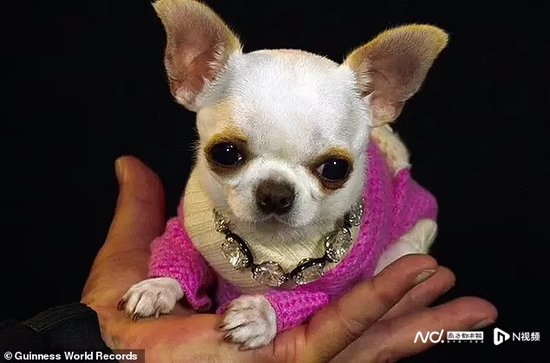 世界最小狗：<em>吉娃娃</em>“珍珠”身高9.14厘米，体重553克