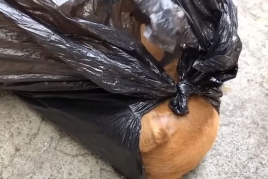 受伤的小狗被装进塑料袋，抛弃在<em>女子</em>家门前：狗狗还能活下来吗...