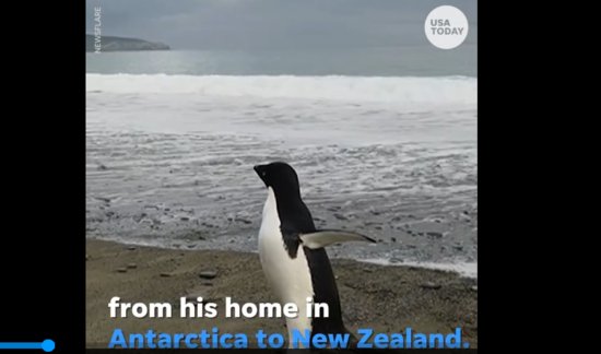 <em>迷路了</em>？南极洲一只阿德利企鹅漂洋过海2900公里，到达新西兰