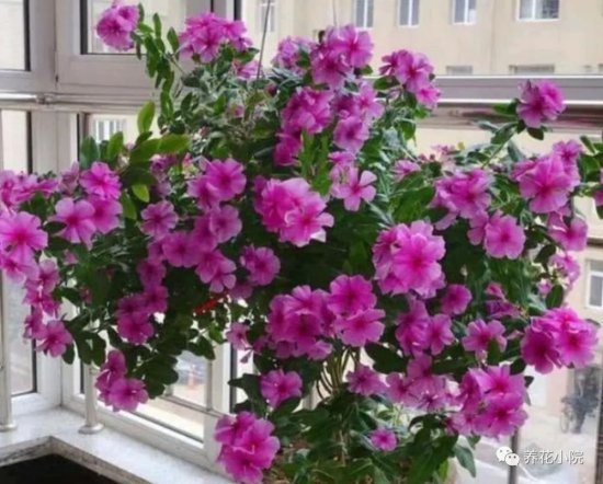 开春养上5种花，满满一阳台，开成花海真漂亮