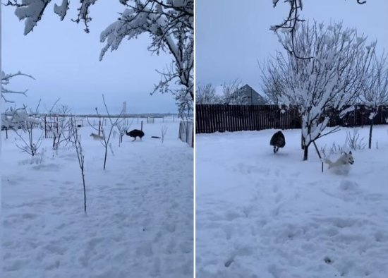 雪地赛跑！俄罗斯一只宠物狗雪地里被一只鸸鹋<em>追着跑</em>