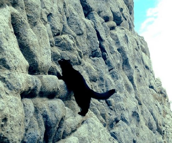 一只喜欢攀岩的猫咪最近在网路上迅速走红