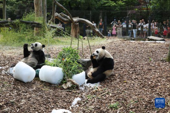 旅比大熊猫双胞胎“宝弟”“宝妹”喜迎4岁生日
