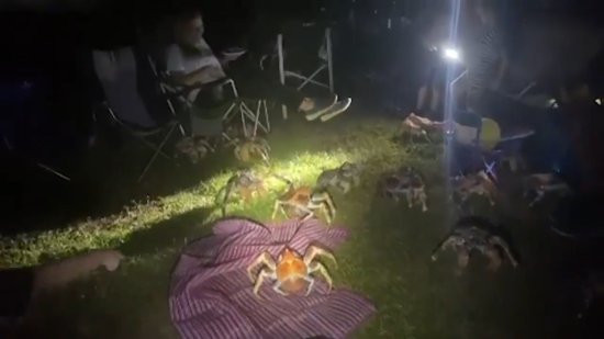 澳大利亚几<em>十只</em>椰子蟹夜晚入侵露营地 一家人被包围