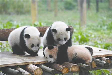 “渝宝”“渝贝”“良月” 重庆3只熊猫宝宝有名字了