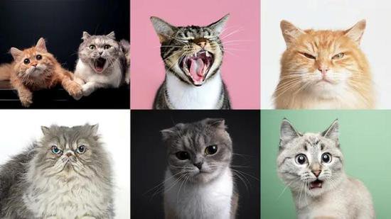 研究称<em>猫有</em>近300种面部表情