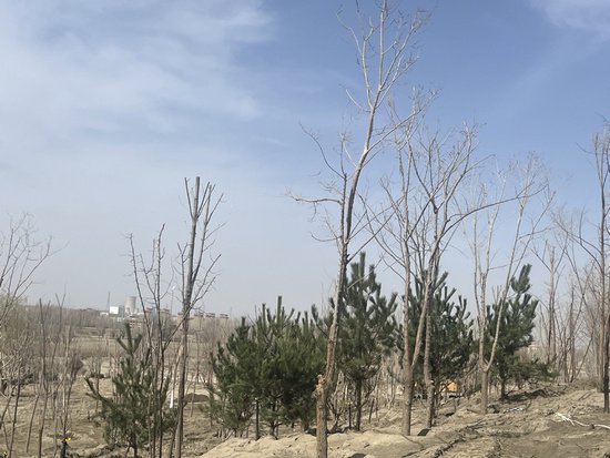 新疆阿拉尔：雪松河与“小青山”共筑绿色家园