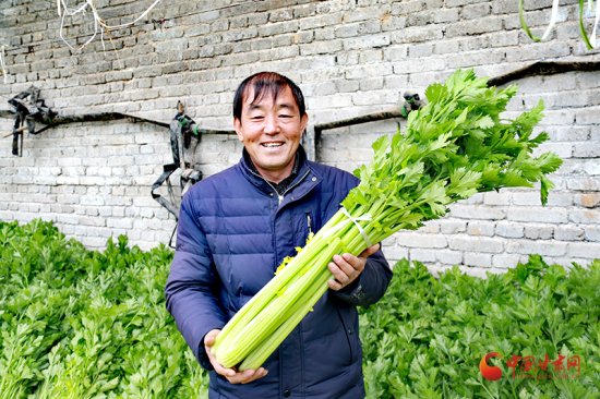 【新春走基层】崇信：蔬菜产业拓宽致富路
