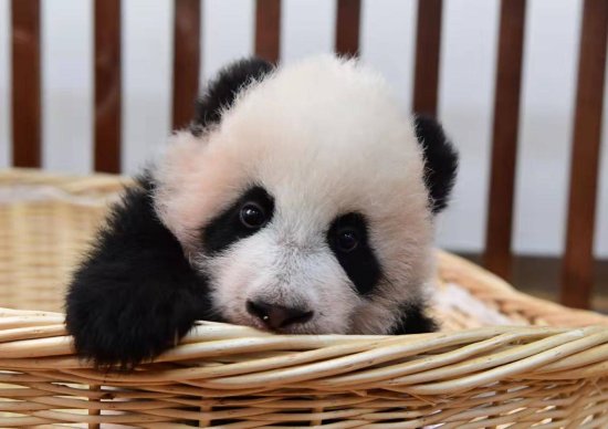 “航天熊猫宝宝”1岁啦！快来帮它<em>取</em>个名！