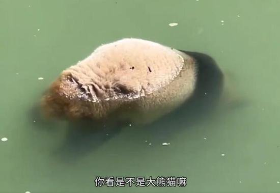 河道内一大熊猫死亡，最新核查情况公布