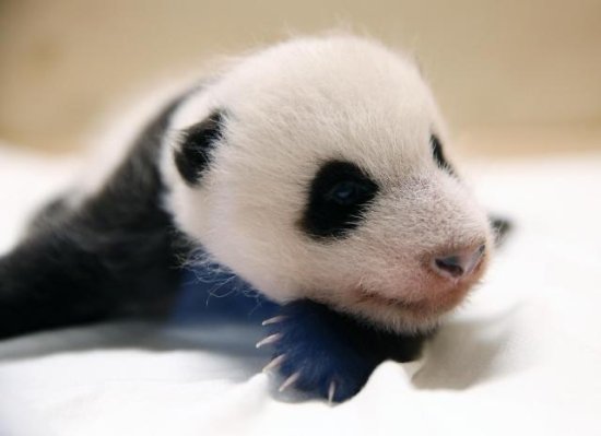 韩媒：在韩国降生的首只大熊猫宝宝<em>取名</em>为“福宝” 近照曝光